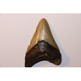shark teeth: CARCHARODON MEGALODON