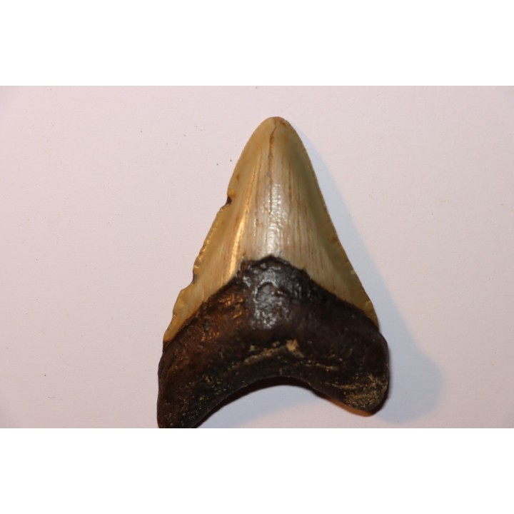 shark teeth: CARCHARODON MEGALODON