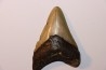 shark teeth: CARCHARODON MEGALODON