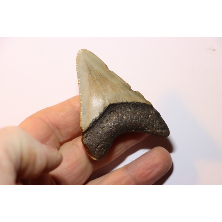 dent de requin: CARCHARODON MEGALODON