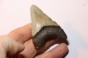shark teeth: CARCHARODON MEGALODON