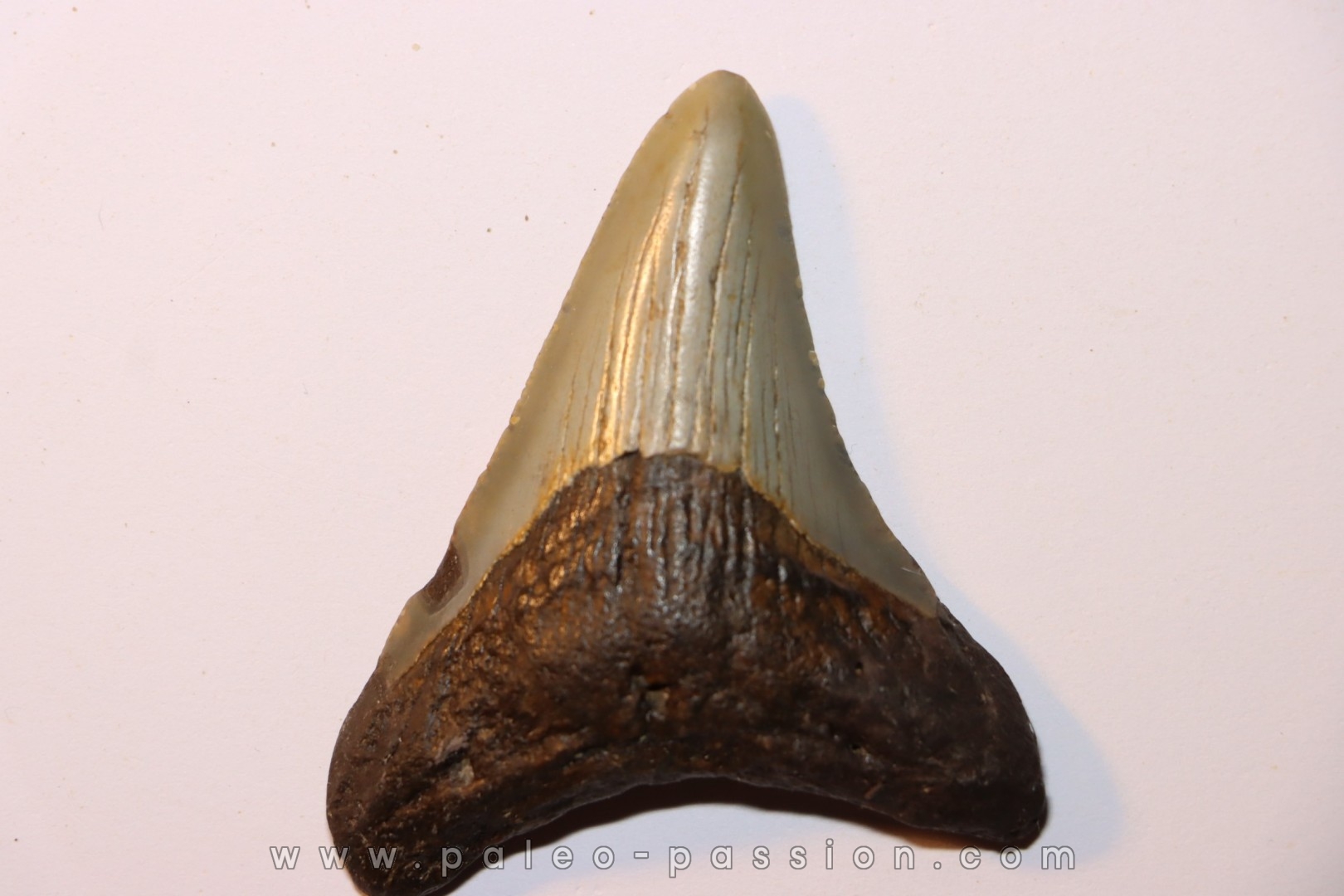 shark teeth: CARCHARODON MEGALODON