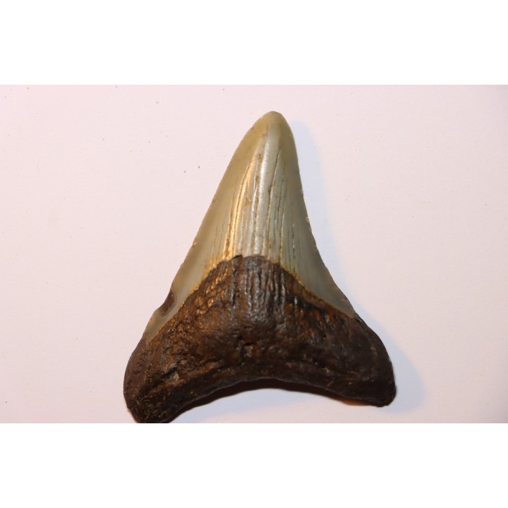 dent de requin: CARCHARODON MEGALODON