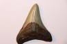 dent de requin: CARCHARODON MEGALODON