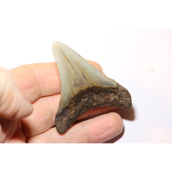shark teeth: CARCHARODON MEGALODON