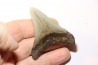 dent de requin: CARCHARODON MEGALODON