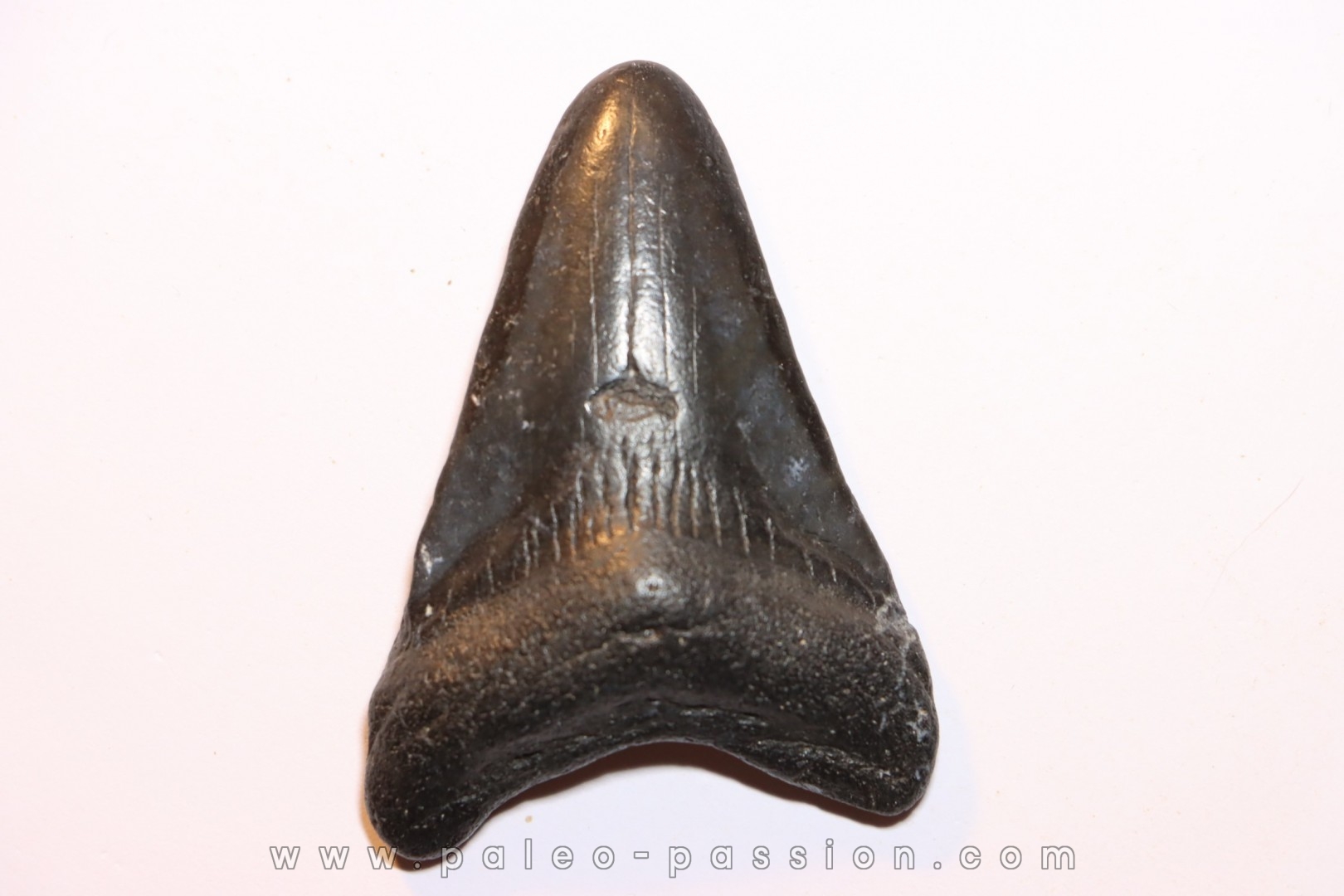 dent de requin: CARCHARODON MEGALODON