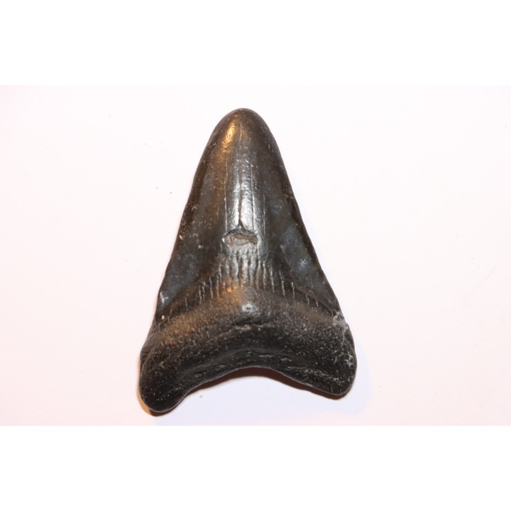 shark teeth: CARCHARODON MEGALODON