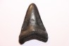 dent de requin: CARCHARODON MEGALODON