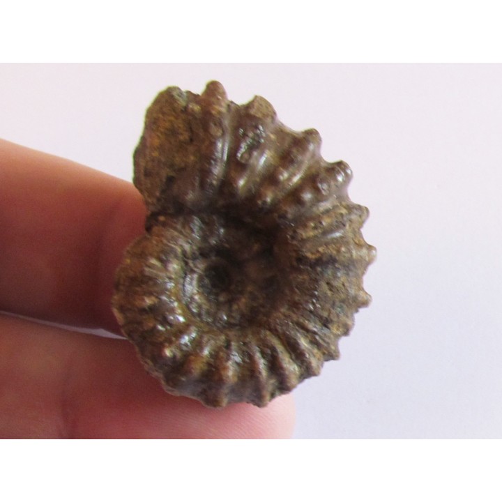 DOUVILLEICERAS MAMMILATUM de Canjuers (4)