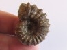 DOUVILLEICERAS MAMMILATUM de Canjuers (4)