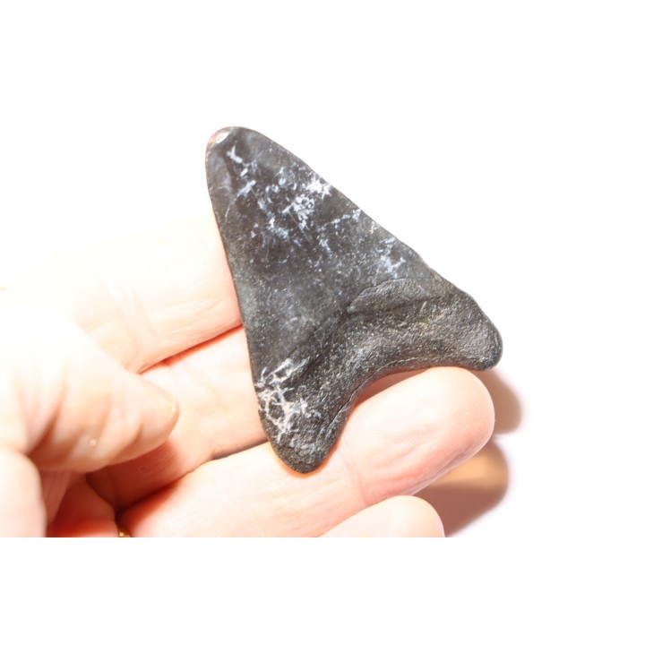 dent de requin: CARCHARODON MEGALODON