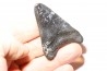 dent de requin: CARCHARODON MEGALODON