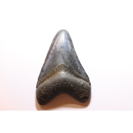 dent de requin: CARCHARODON MEGALODON