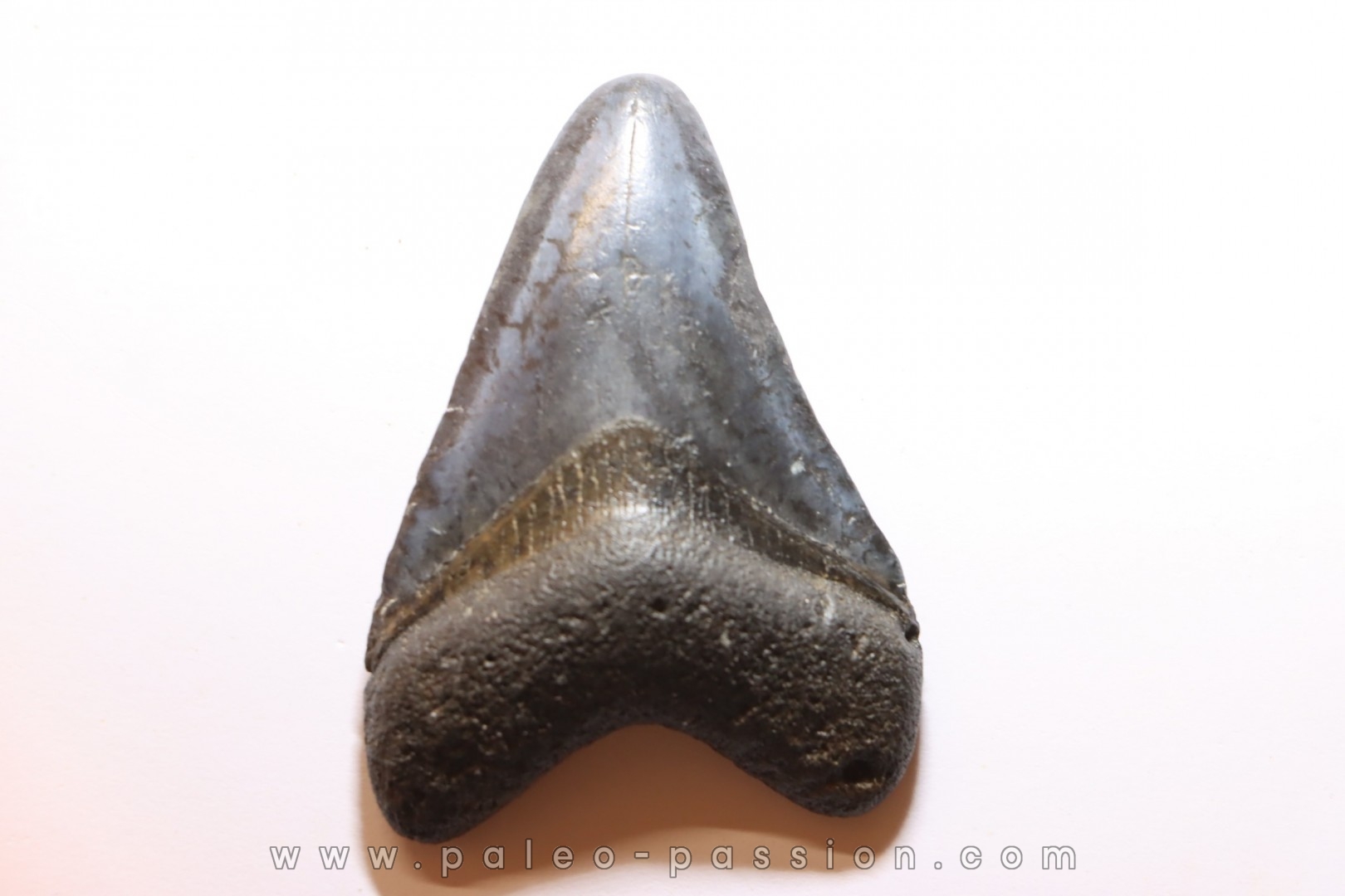 dent de requin: CARCHARODON MEGALODON