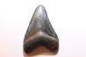 shark teeth: CARCHARODON MEGALODON