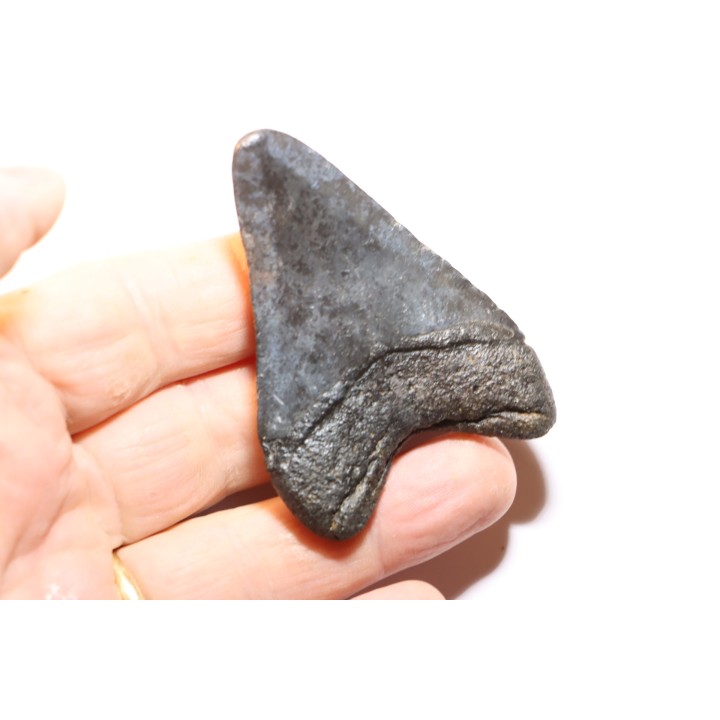 shark teeth: CARCHARODON MEGALODON