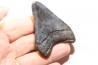 shark teeth: CARCHARODON MEGALODON
