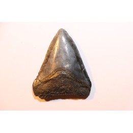 shark teeth: CARCHARODON MEGALODON
