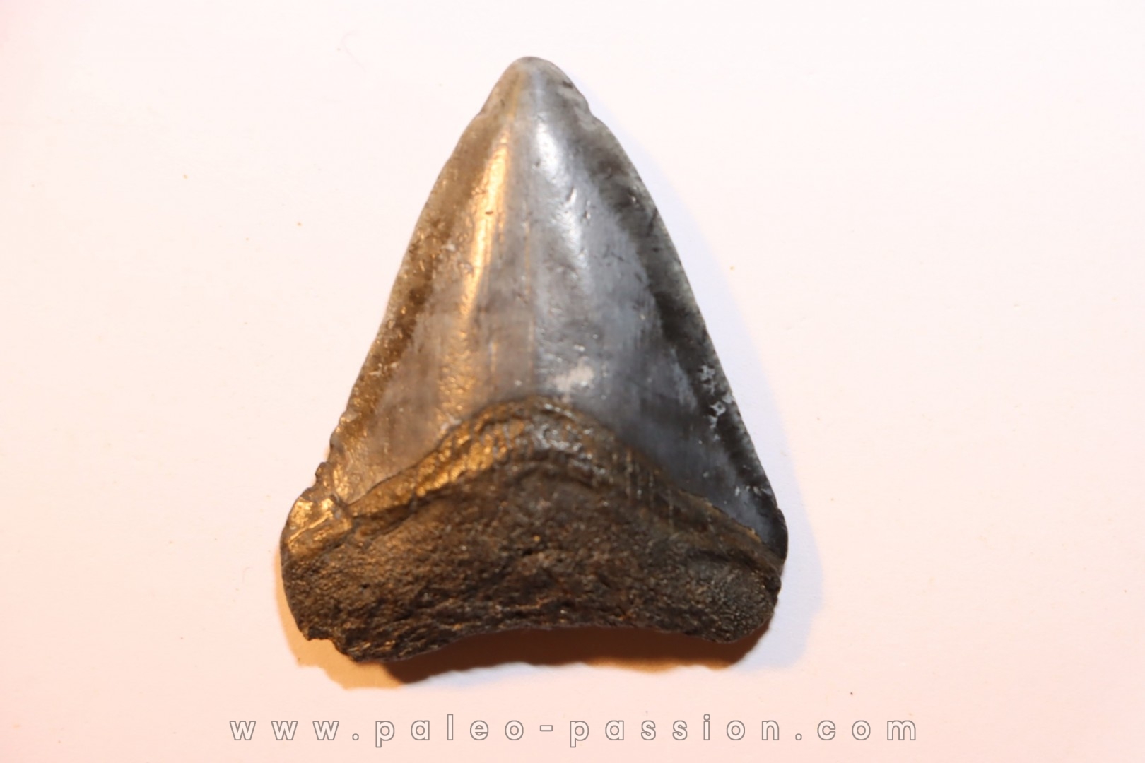 dent de requin: CARCHARODON MEGALODON