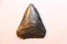 shark teeth: CARCHARODON MEGALODON
