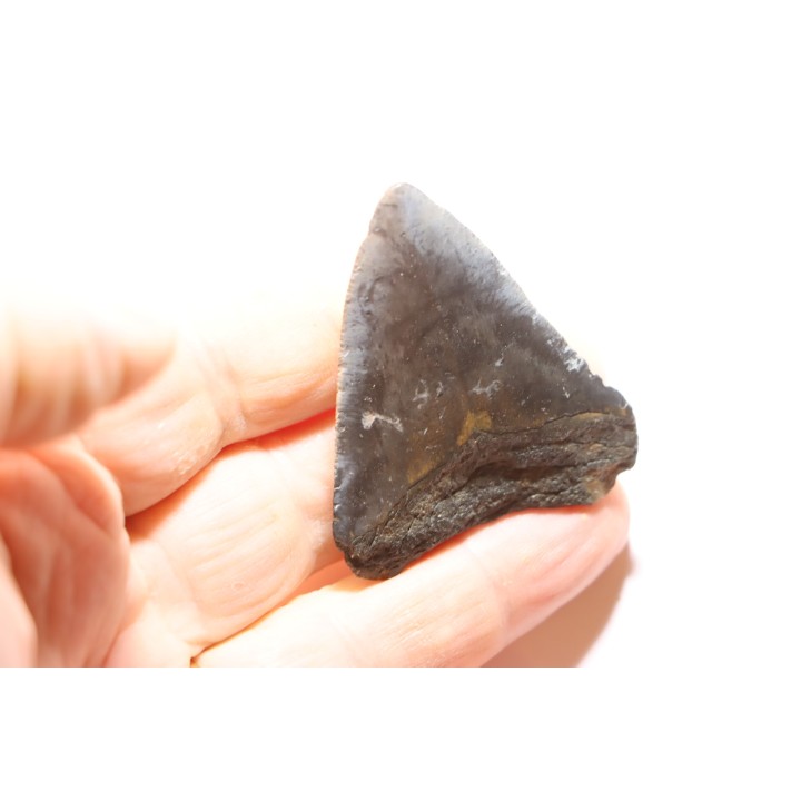 shark teeth: CARCHARODON MEGALODON