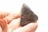 shark teeth: CARCHARODON MEGALODON