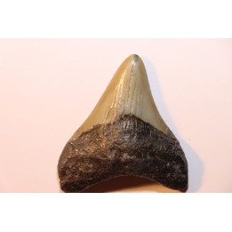 shark teeth: CARCHARODON MEGALODON