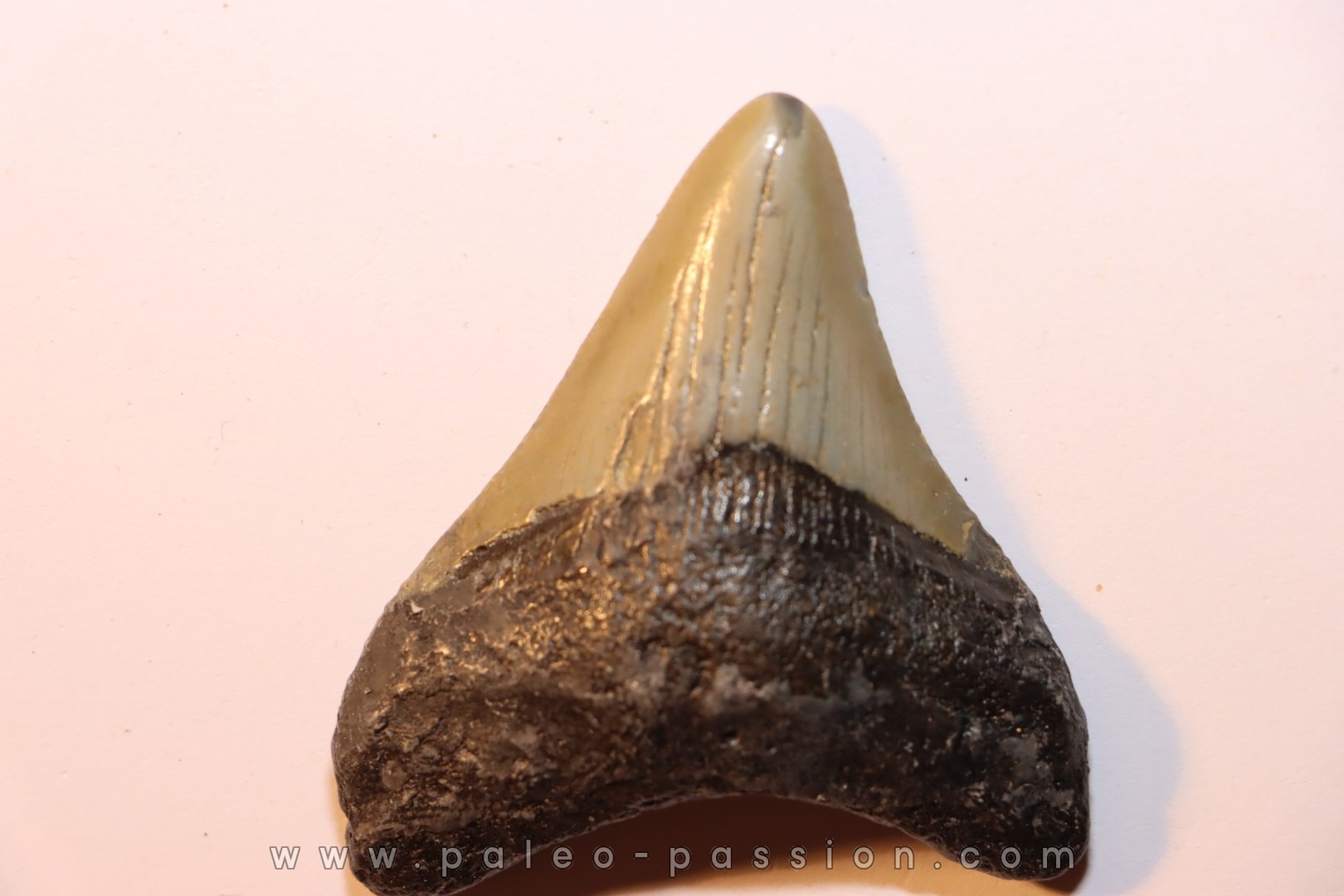dent de requin: CARCHARODON MEGALODON