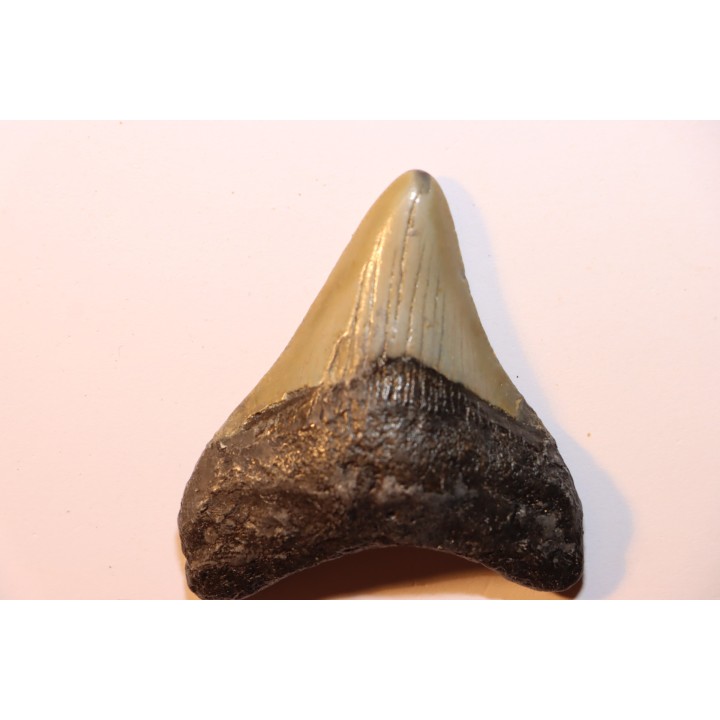 dent de requin: CARCHARODON MEGALODON