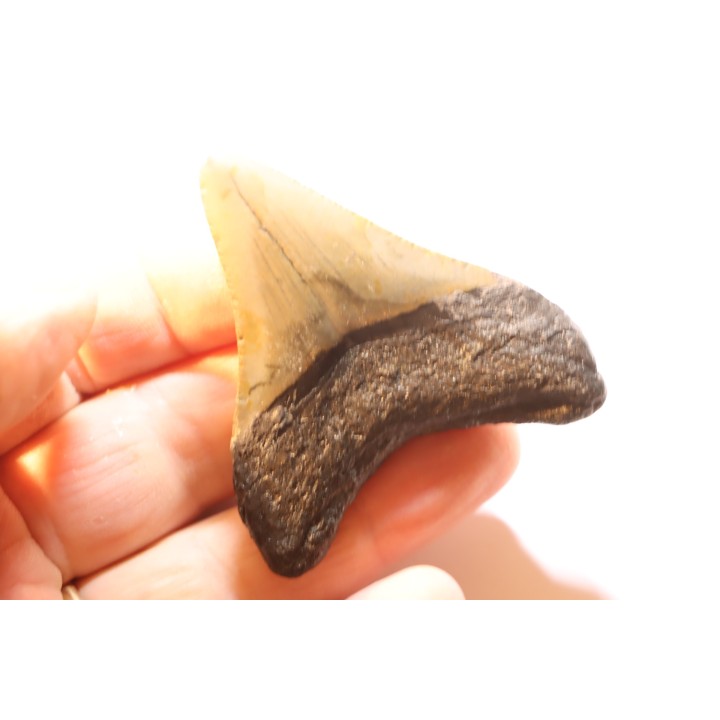 shark teeth: CARCHARODON MEGALODON