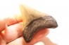 shark teeth: CARCHARODON MEGALODON