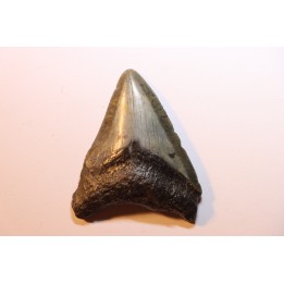 shark teeth: CARCHARODON MEGALODON