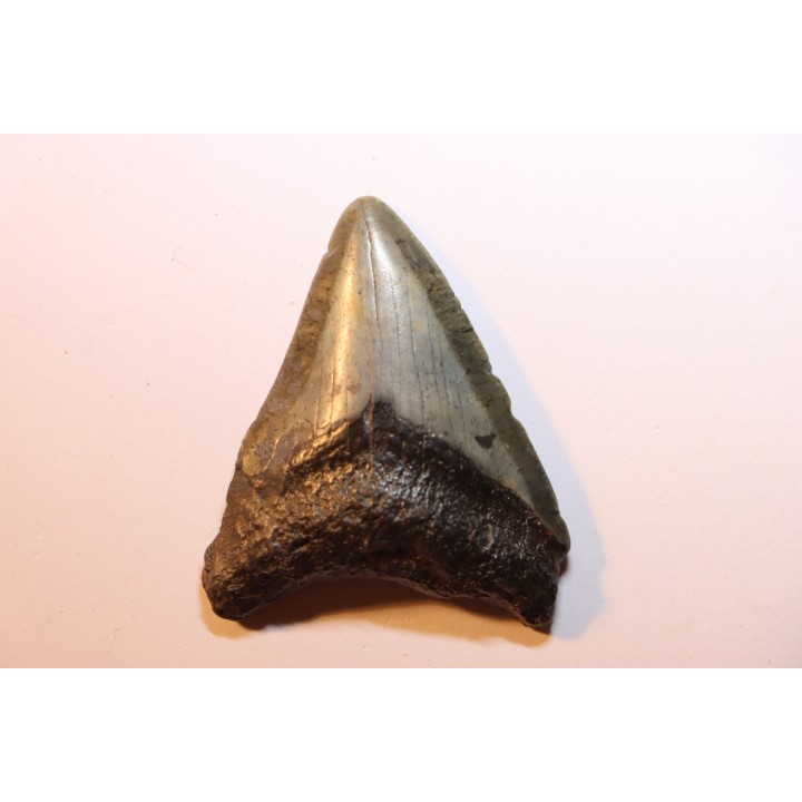 shark teeth: CARCHARODON MEGALODON