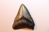 shark teeth: CARCHARODON MEGALODON