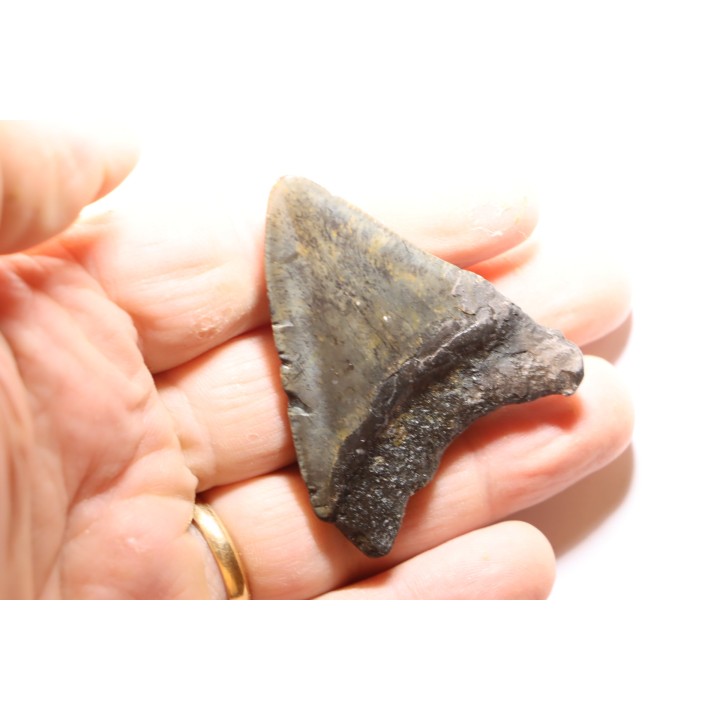 dent de requin: CARCHARODON MEGALODON