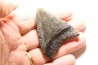 shark teeth: CARCHARODON MEGALODON