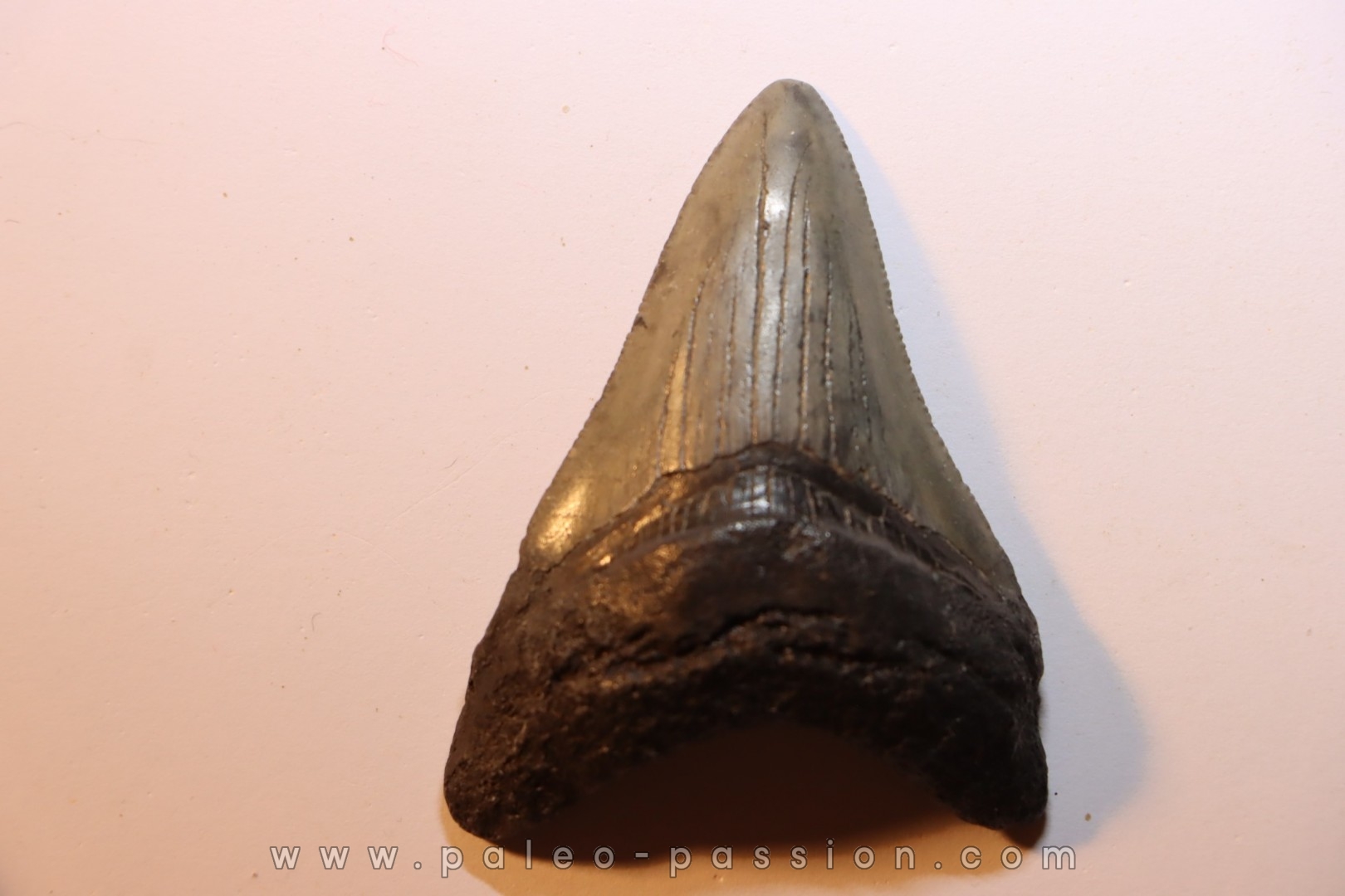 dent de requin: CARCHARODON MEGALODON
