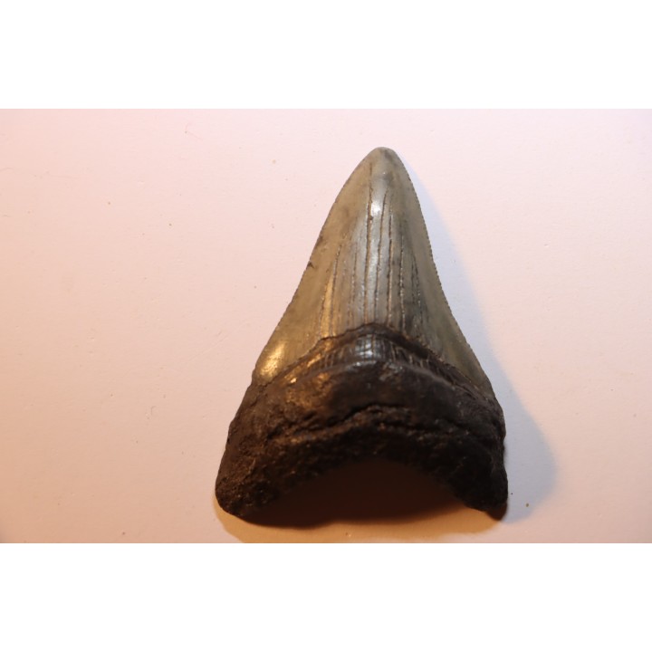 dent de requin: CARCHARODON MEGALODON