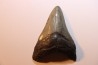 dent de requin: CARCHARODON MEGALODON