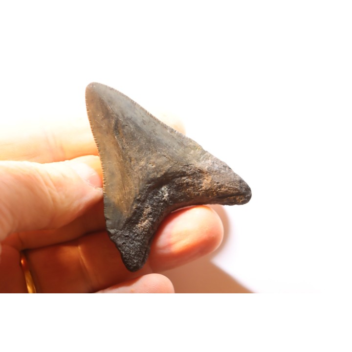 shark teeth: CARCHARODON MEGALODON
