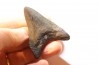 shark teeth: CARCHARODON MEGALODON