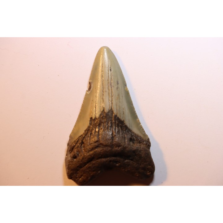 shark teeth: CARCHARODON MEGALODON