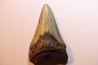 dent de requin: CARCHARODON MEGALODON