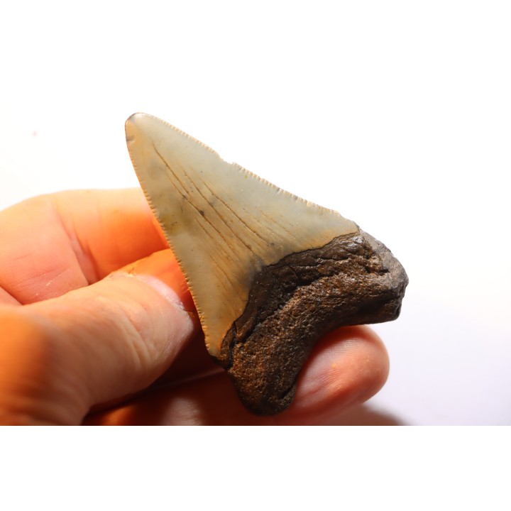 shark teeth: CARCHARODON MEGALODON