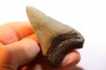 shark teeth: CARCHARODON MEGALODON