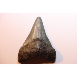 dent de requin: CARCHARODON MEGALODON
