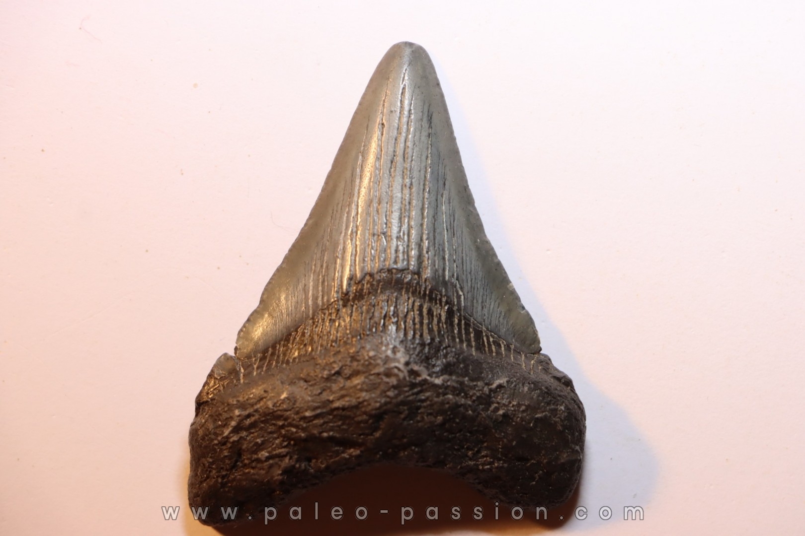 shark teeth: CARCHARODON MEGALODON