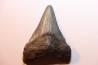 shark teeth: CARCHARODON MEGALODON