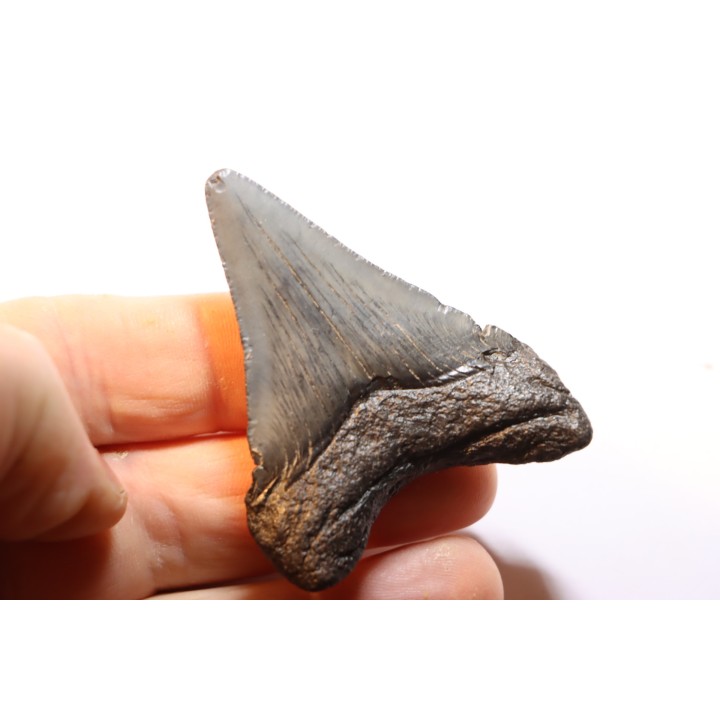 dent de requin: CARCHARODON MEGALODON